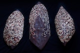 Wood carvings by Andy Snelgar, a prominent Aboriginal artist from Taree.