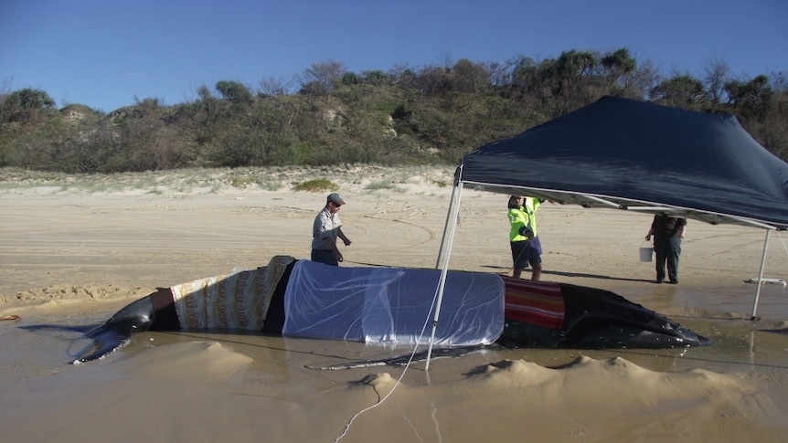 Whale stranded on Fraser Island