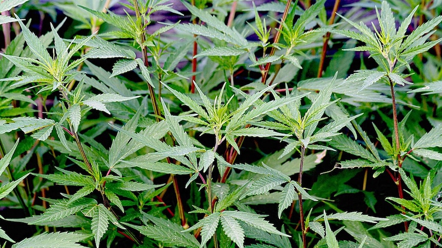 Cannabis plant