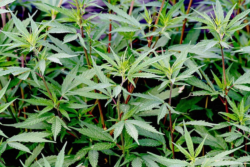 Several green cannabis plants.