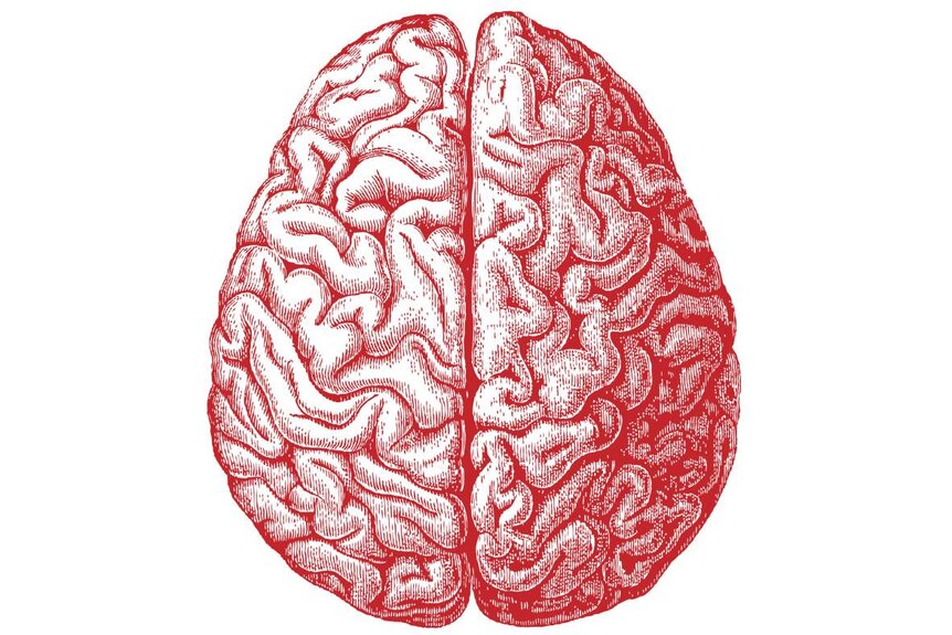 The human brain.