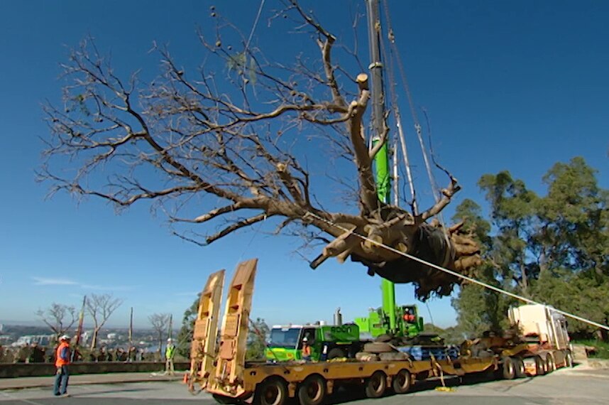 A big tree stump being lifted onto a truck