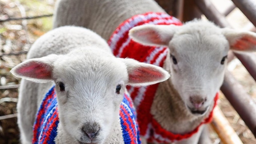 Almost 56,000 jumpers for lambs have been distributed to Australian farmers in the past year.