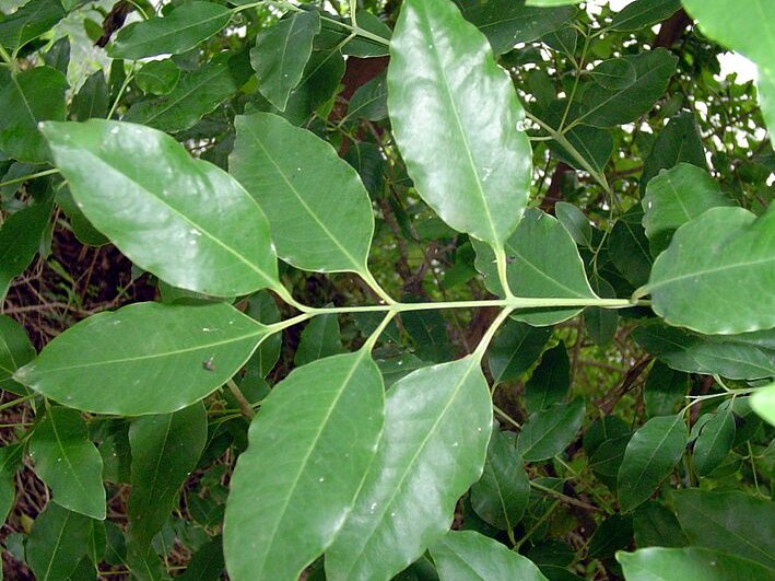A Sandalwood leaf