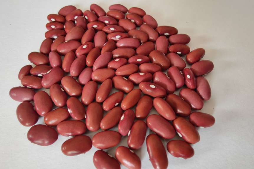 a pile of red beans with a white fleck