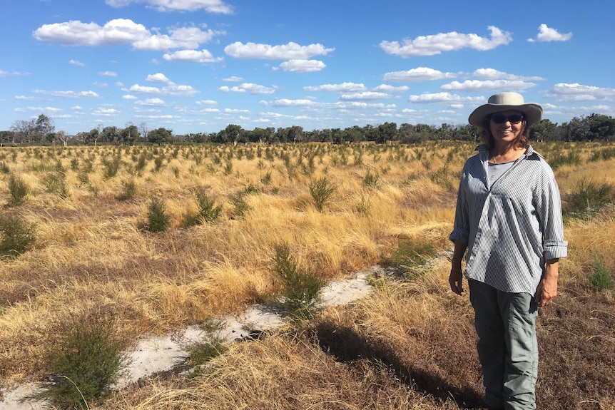 A woman stands in a field of small, green tea tree shrubs