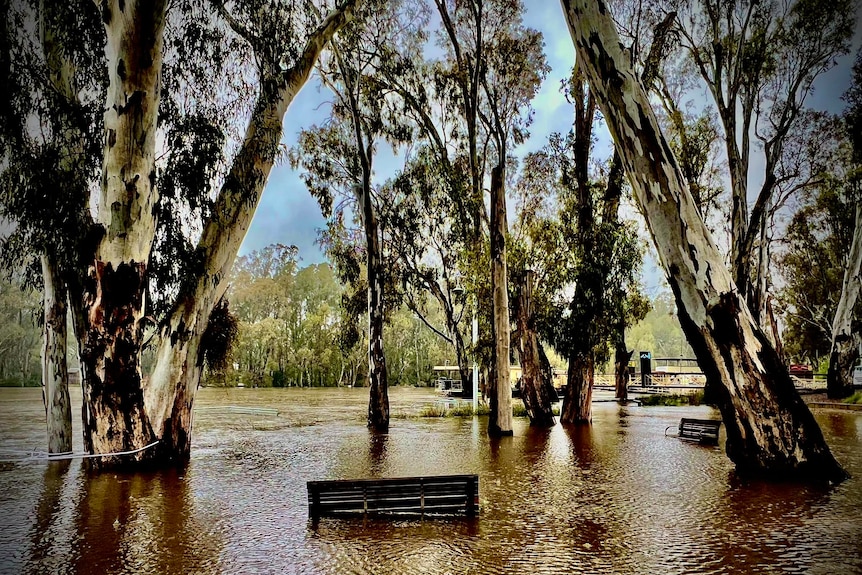 Murray River water swamps a park bench seats