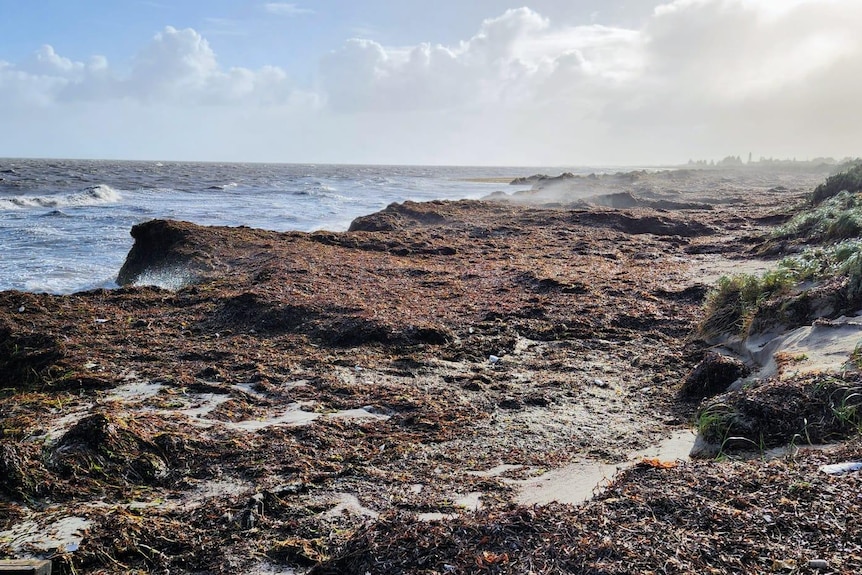 Mounds of seaweed piled up at a beach. 