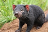 Tasmanian Devil joeys walks through grass