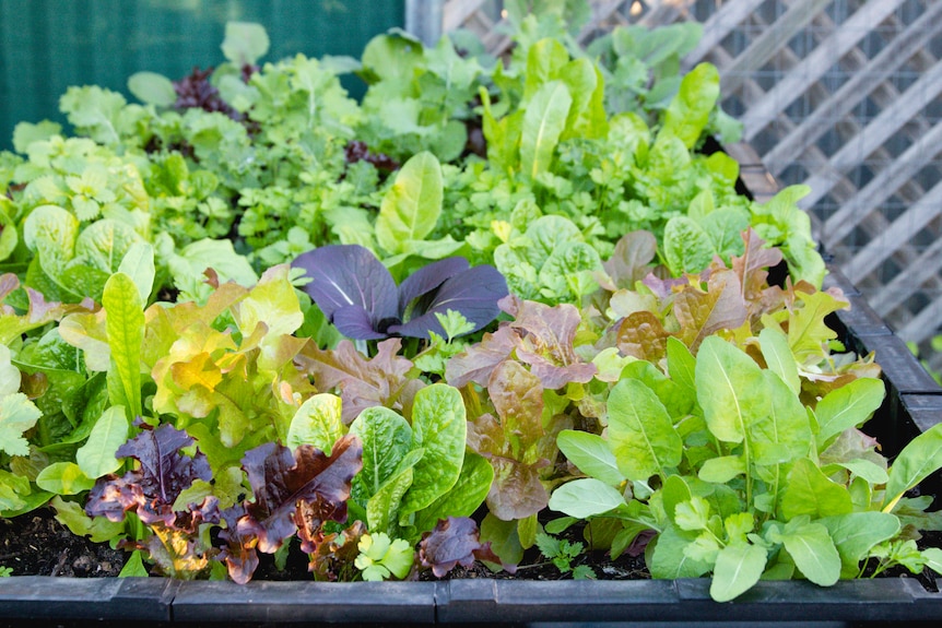 A vegetable box of leafy greens
