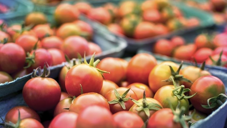 Photo of multiple containers of tomatoes 