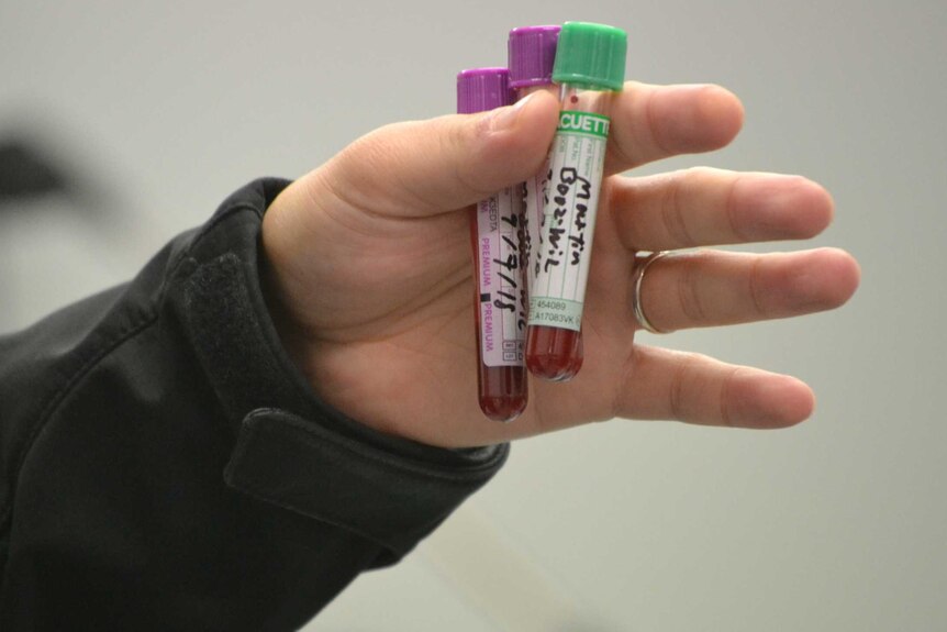 Bonorong wombat blood sample