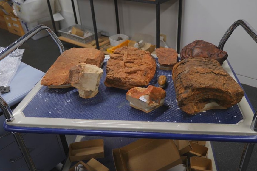 eight ochre coloured fossils in varying sizes sitting on a trolley with a blue shelf.