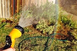 A rainbow appears at the end of the water sprayed from the yellow nozzle of a garden hose which is being used to water shrubs.