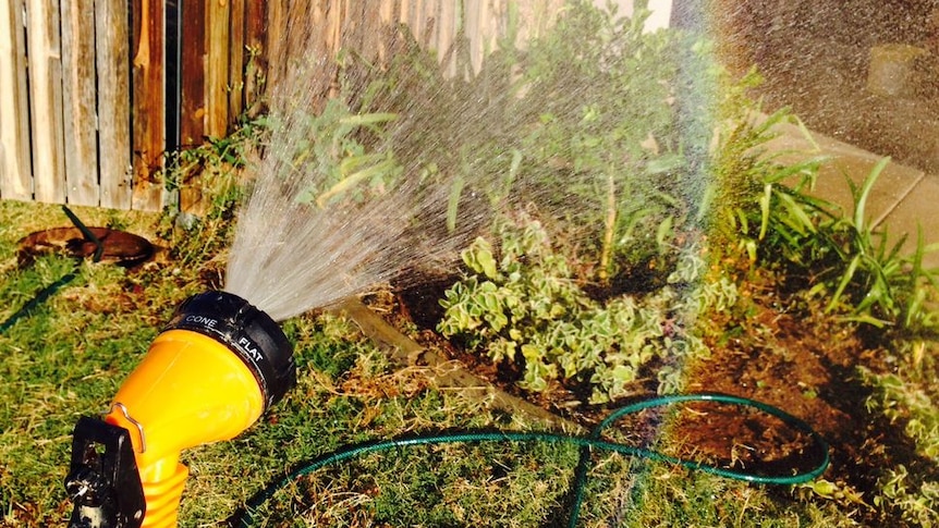 A rainbow appears at the end of the water sprayed from the yellow nozzle of a garden hose which is being used to water shrubs.