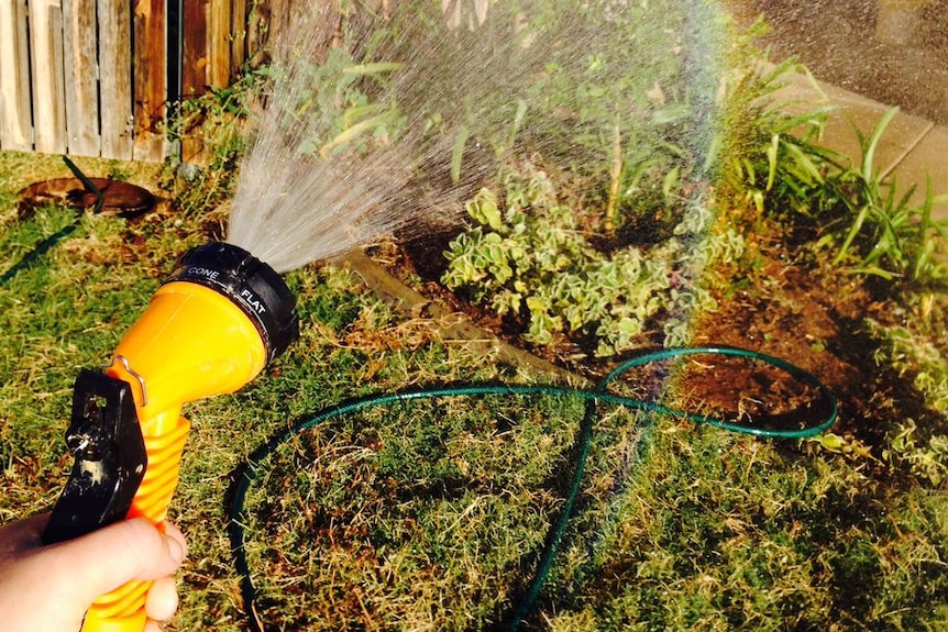 A rainbow appears at the end of the water sprayed from the yellow nozzle of a garden hose which is being used to water shrubs.