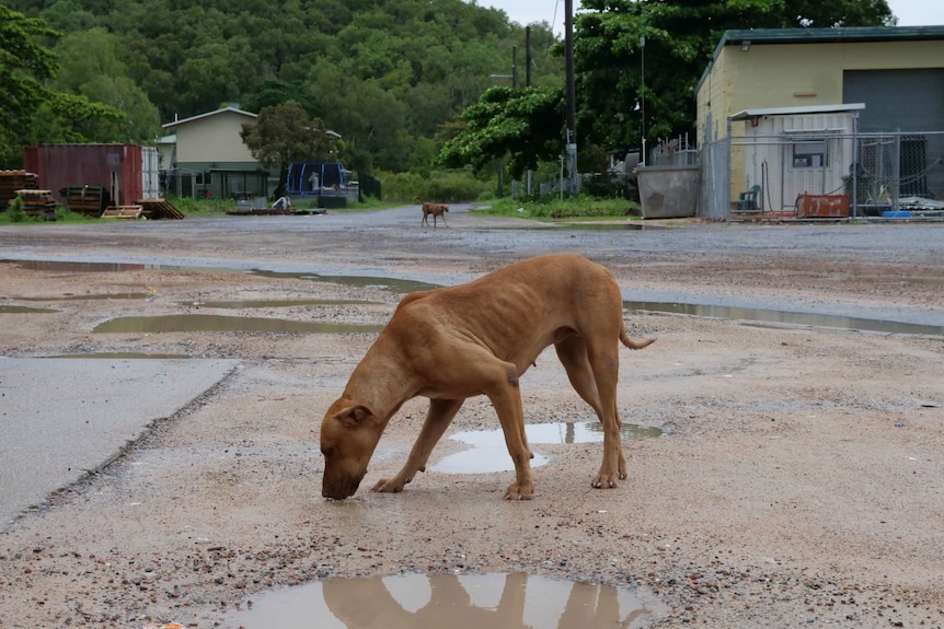 A stray dog drinks from a puddle on a street.
