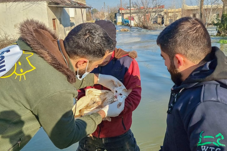 Three men check a rescued cat for injuries amid flooding.
