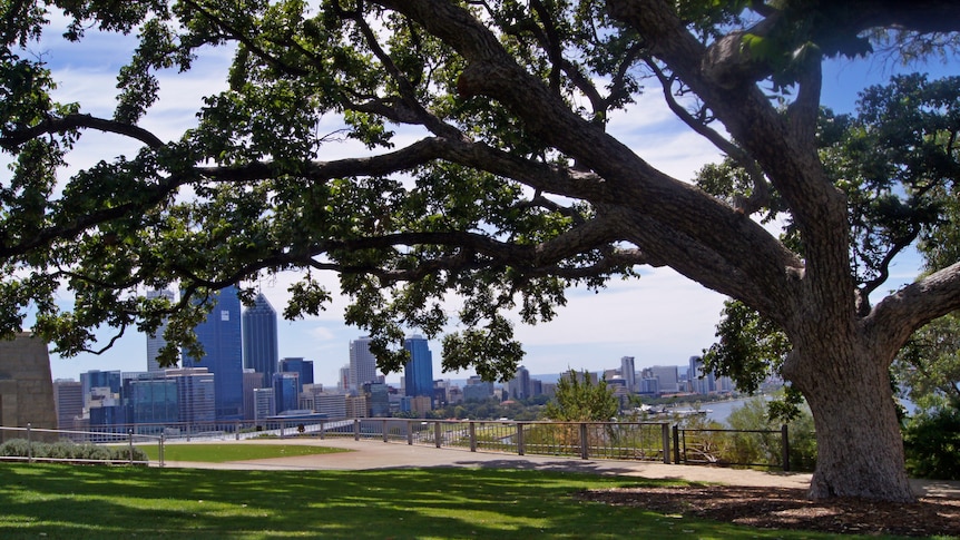 Red Cedar Tree in Kings Park, view to Perth city