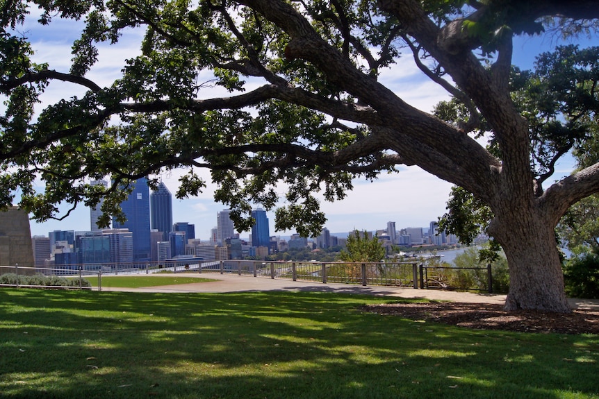 Red Cedar Tree in Kings Park, view to Perth city