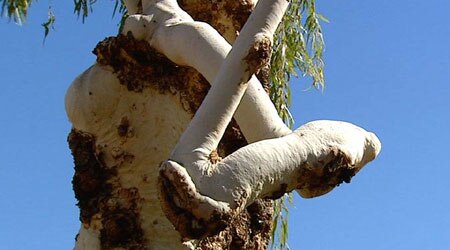 Poisoned 'Tree of Knowledge' has 50-50 chance - ABC News