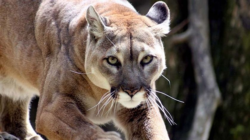A North American mountain lion