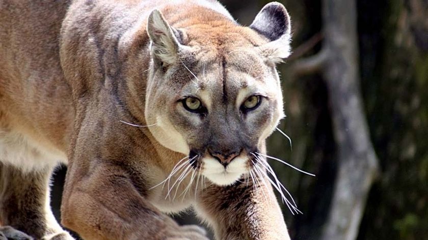 Big cat believers say the creature is similar to the North American mountain lion.