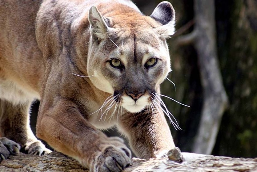 American jogger kills mountain lion with his bare hands after attack on a  trail - ABC News
