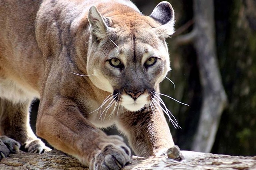 A North American mountain lion sharpens its claws on a fallen tree trunk.