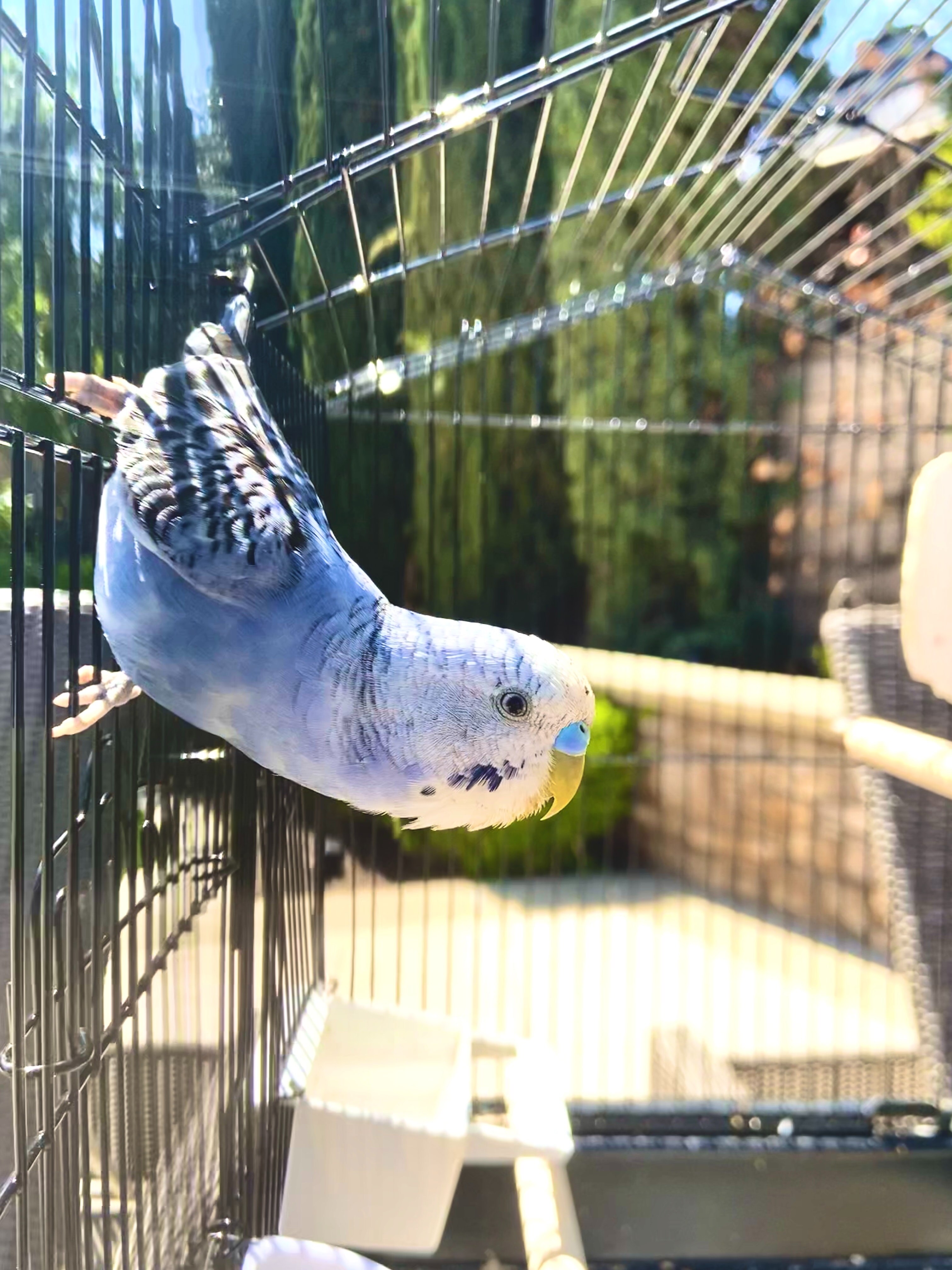 Budgie leans over in cage