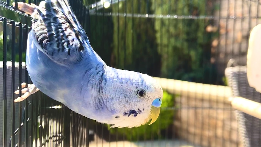 Budgie leans over in cage