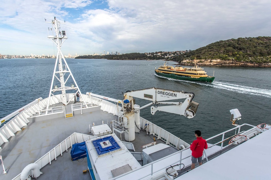 The RV Investigator sails into Sydney.