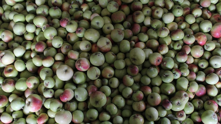 An aerial view of cider apples in a box.