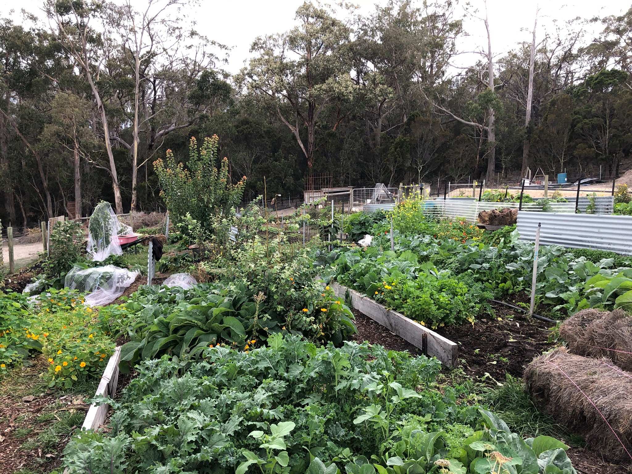 COVID-19 restrictions an opportunity to plant, Gardening Australia's Tino Carnevale says - ABC News