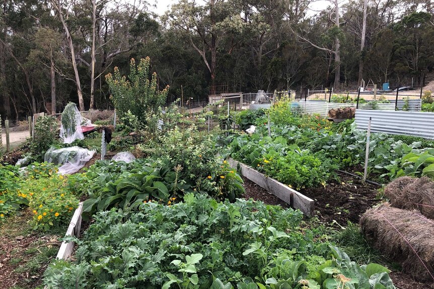 COVID-19 restrictions an opportunity to plant, Gardening Australia's Tino Carnevale says - ABC News