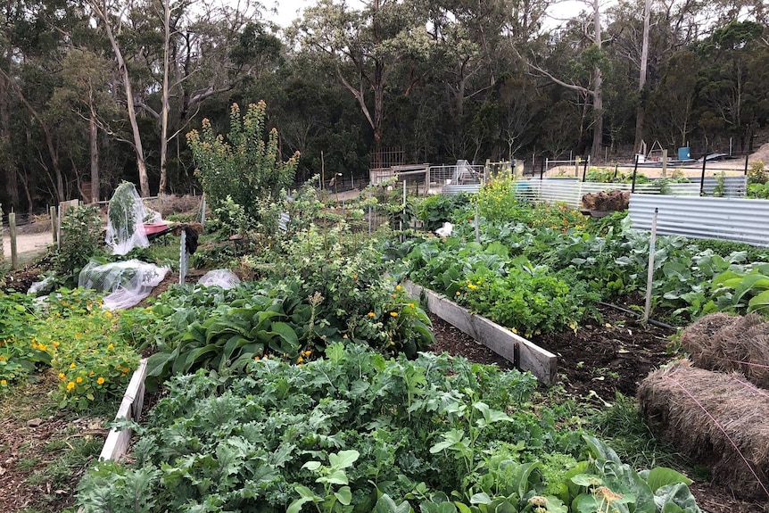 A green vegetable garden