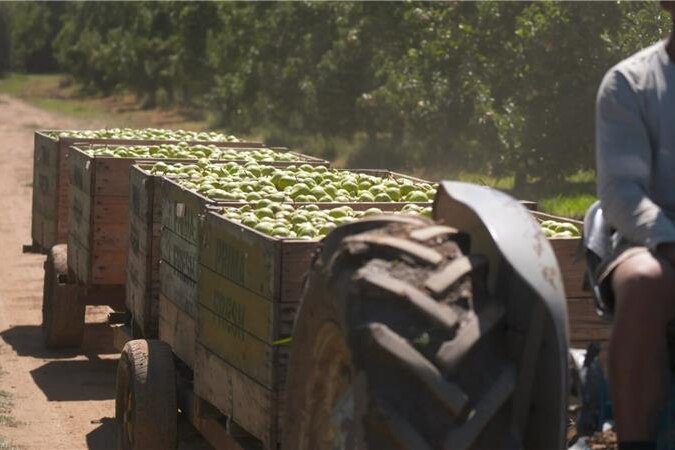 Image of farm worker carting fruit