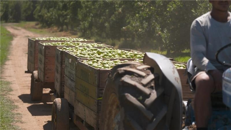 A farm worker carts fruit through a field.