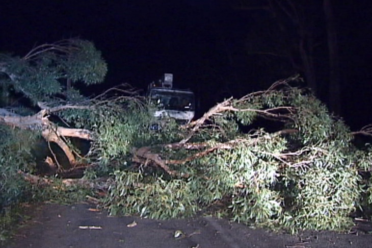 Tree down on Ryans Road Healesville