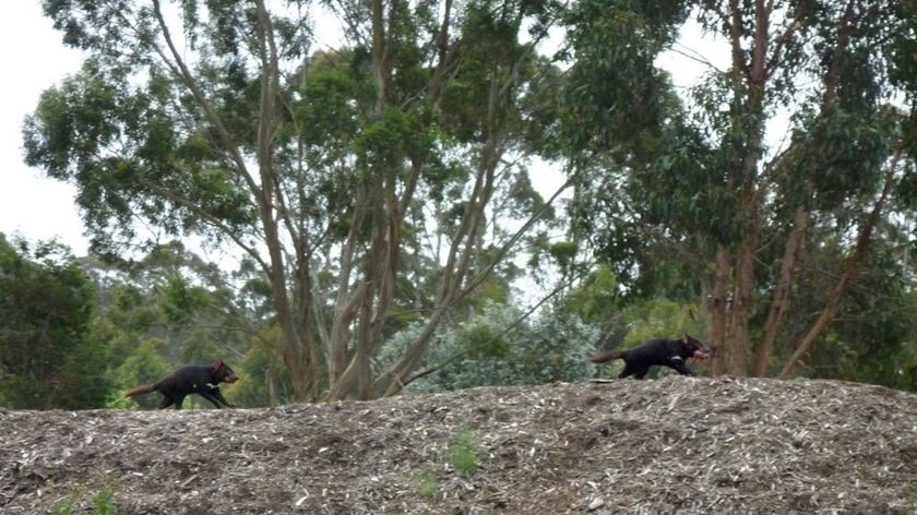 Two Tasmanian Devils run along a ridge