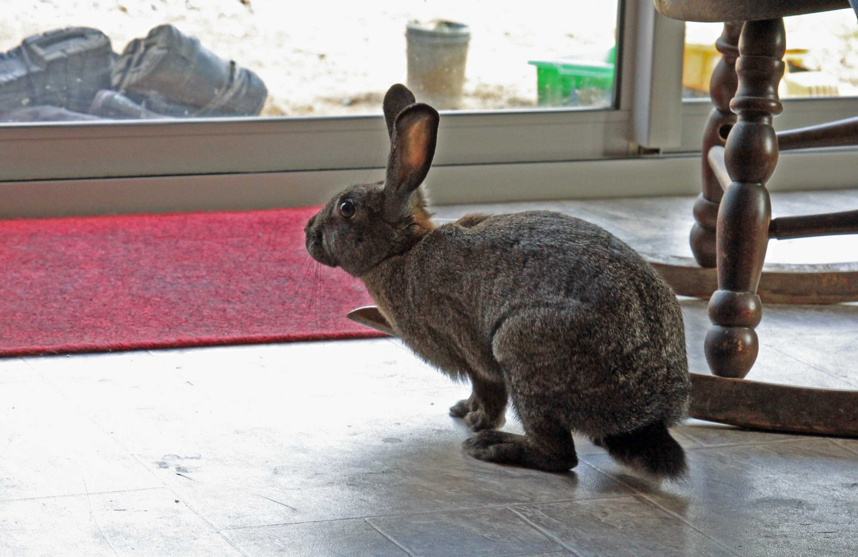 Rabbit rescuer urges Tasmanians to desex their pet bunnies ABC News