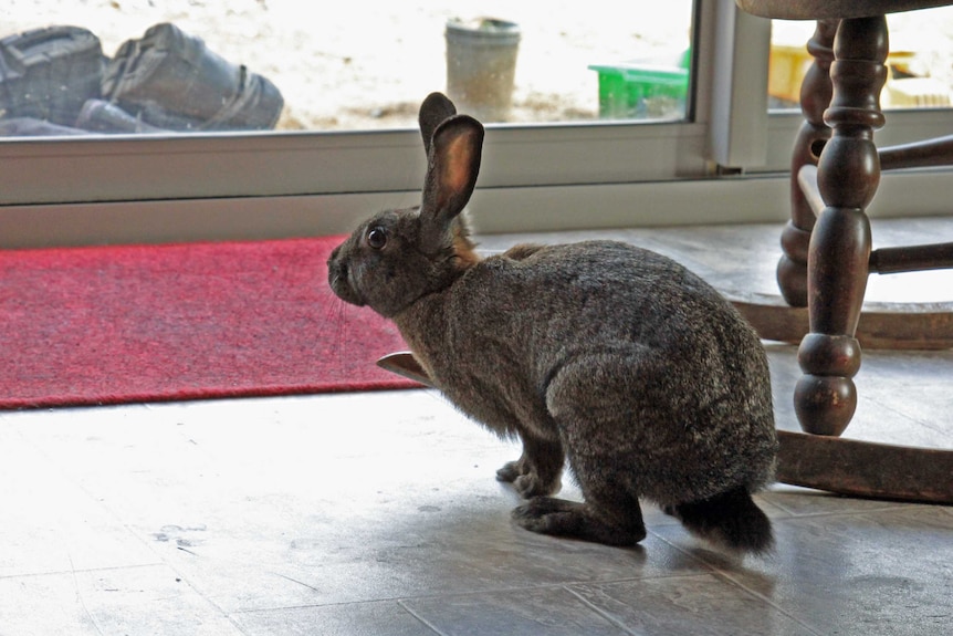 A rescue rabbit roaming free in a house