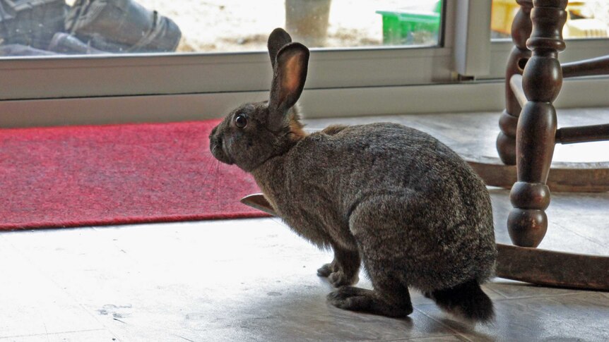 A rescue rabbit roaming free in a house