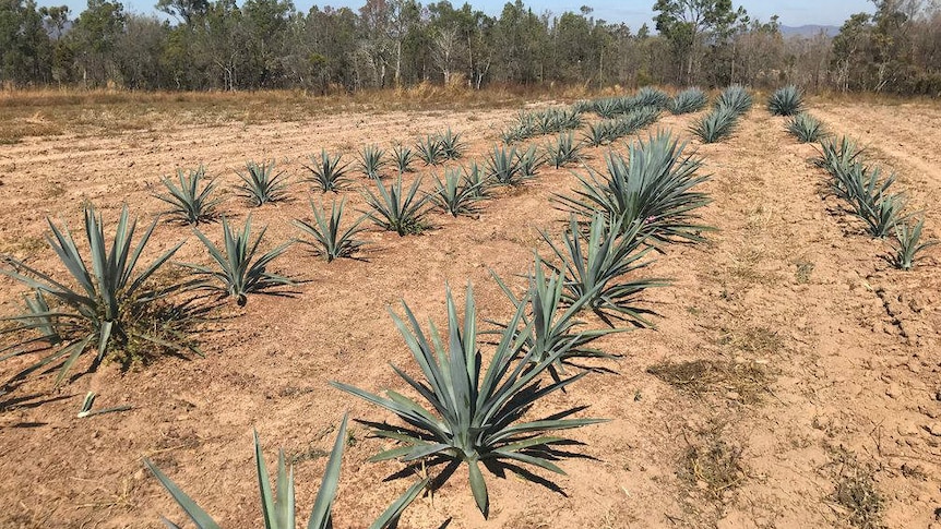 Rows of blue agave plants, part of a trial crop at Atherton, Far North Queensland.