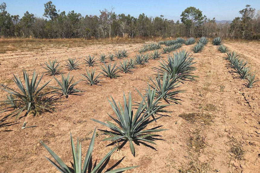 Rows of blue agave plants, part of a trial crop at Atherton, Far North Queensland.