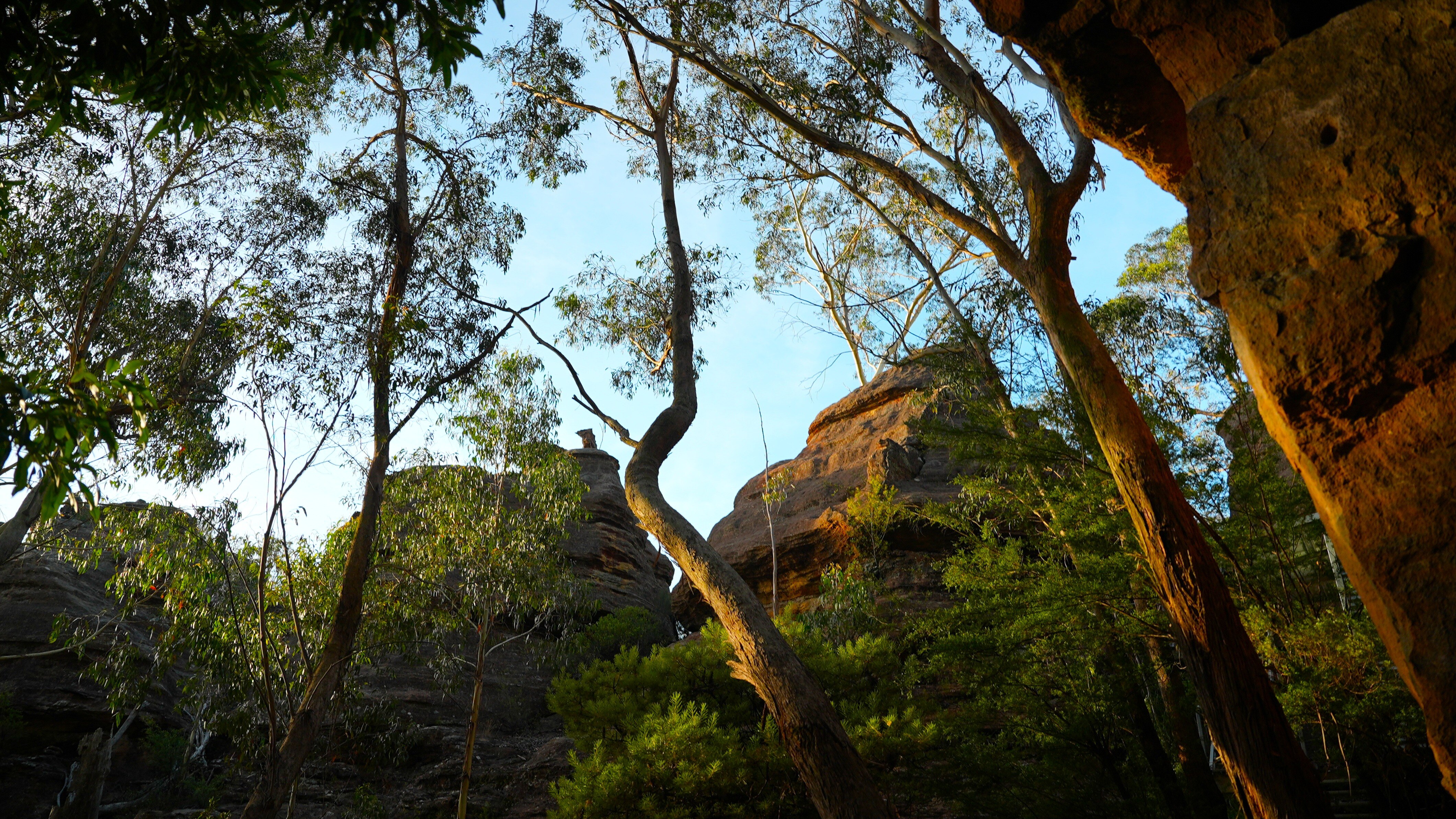 Trees and rocky mountains.