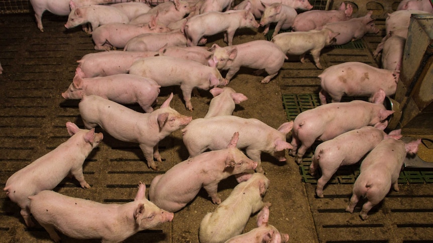 Pigs in a shed on a farm in central Victoria.