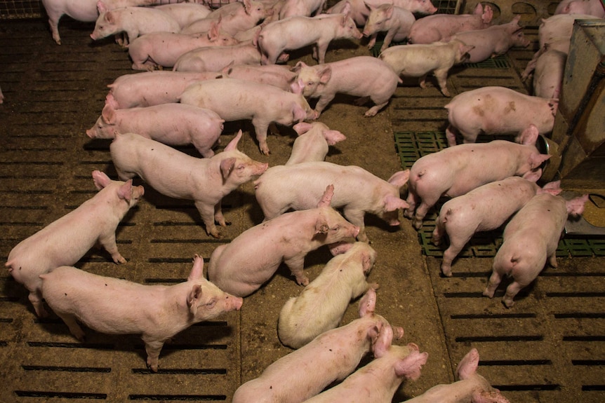 Pigs in a shed on a farm in central Victoria.