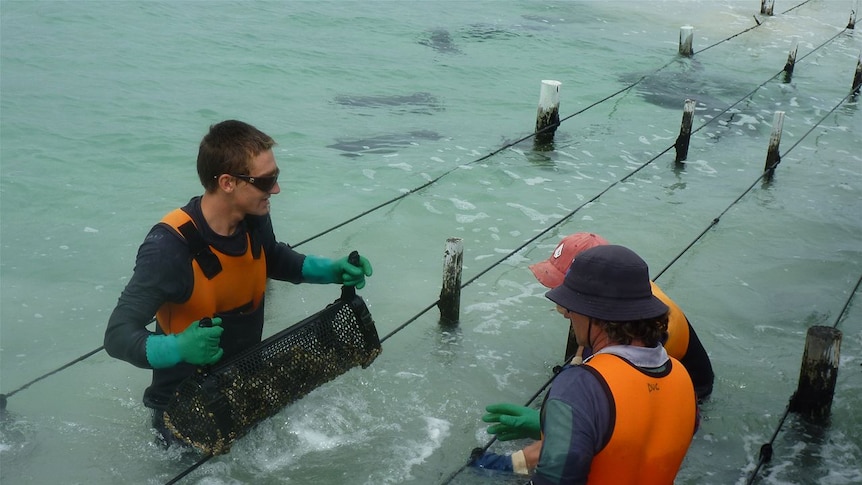 Oyster farmers tend to baskets of oysters while standing waist-deep in water.