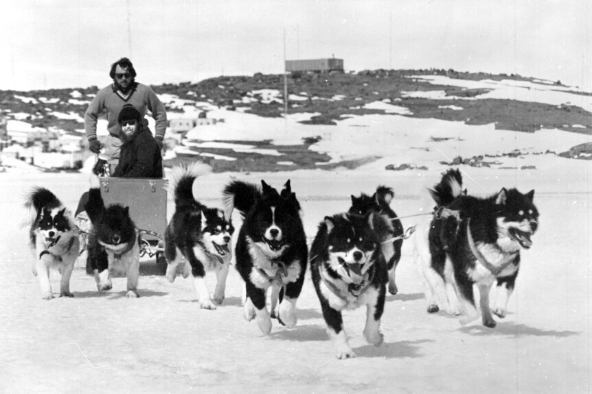 A black and white photo of a group of huskies pulling a sled with two men on it over snow-covered ground